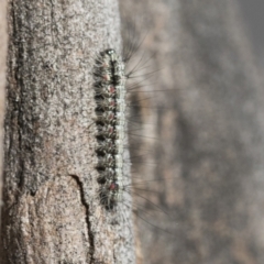 Anestia (genus) at Scullin, ACT - 22 Jul 2021