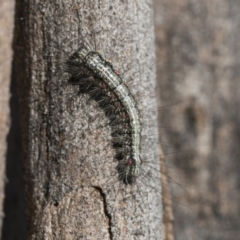 Anestia (genus) at Scullin, ACT - 22 Jul 2021