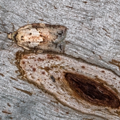 Epiphyas postvittana (Light Brown Apple Moth) at Paddys River, ACT - 11 Nov 2018 by Bron