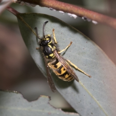 Vespula germanica (German Yellowjacket Wasp (also known as European Wasp)) at Bruce, ACT - 22 Jul 2021 by AlisonMilton