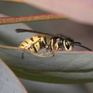 Vespula germanica at Bruce, ACT - 22 Jul 2021