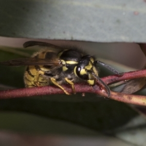 Vespula germanica at Bruce, ACT - 22 Jul 2021