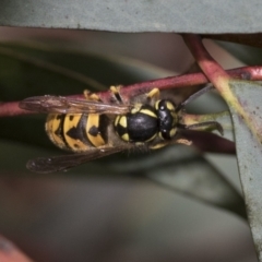 Vespula germanica at Bruce, ACT - 22 Jul 2021