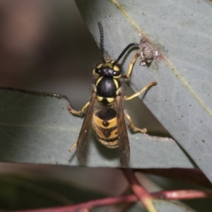 Vespula germanica at Bruce, ACT - 22 Jul 2021