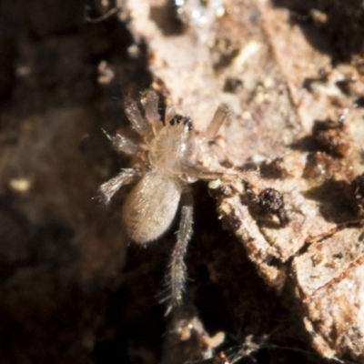 Lycosidae (family) at Bruce Ridge to Gossan Hill - 22 Jul 2021 by AlisonMilton