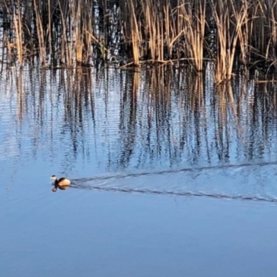 Tachybaptus novaehollandiae (Australasian Grebe) at Acton, ACT - 22 Jul 2021 by KMcCue