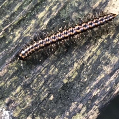 Paradoxosomatidae sp. (family) (Millipede) at Acton, ACT - 11 May 2021 by MattFox