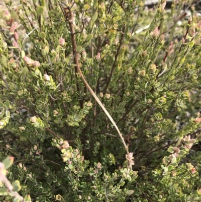 Brachyloma daphnoides (Daphne Heath) at Mount Painter - 18 Jul 2021 by MattFox