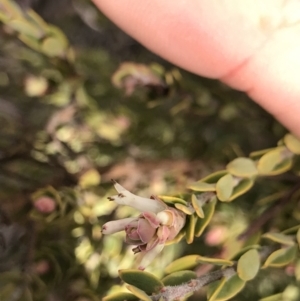 Brachyloma daphnoides at Cook, ACT - 18 Jul 2021 11:50 AM