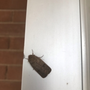 Thoracolopha (genus) at Lyneham, ACT - 11 May 2021