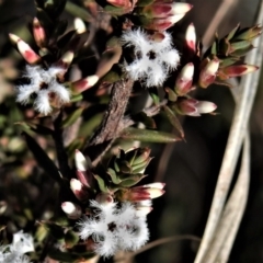 Leucopogon attenuatus (Small-leaved Beard Heath) at Bonython, ACT - 22 Jul 2021 by JohnBundock
