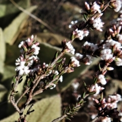 Leucopogon attenuatus at Bonython, ACT - 22 Jul 2021