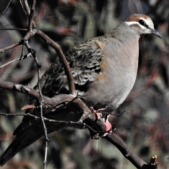 Phaps chalcoptera (Common Bronzewing) at Pine Island to Point Hut - 22 Jul 2021 by JohnBundock