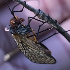 Chorista australis (Autumn scorpion fly) at Aranda Bushland - 18 May 2021 by MattFox