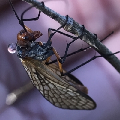 Chorista australis (Autumn scorpion fly) at Aranda Bushland - 18 May 2021 by MattFox