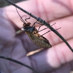 Chorista australis at Holt, ACT - 18 May 2021