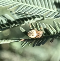 Araneus hamiltoni at Holt, ACT - 18 May 2021