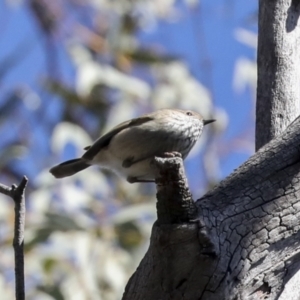 Acanthiza pusilla at Bruce, ACT - 22 Jul 2021 12:58 PM