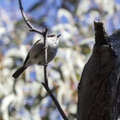 Acanthiza pusilla at Bruce, ACT - 22 Jul 2021 12:58 PM