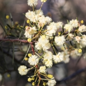 Acacia genistifolia at Bruce, ACT - 22 Jul 2021 03:50 PM