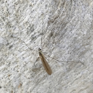 Tipulidae or Limoniidae (family) at Holt, ACT - 18 May 2021 10:56 AM