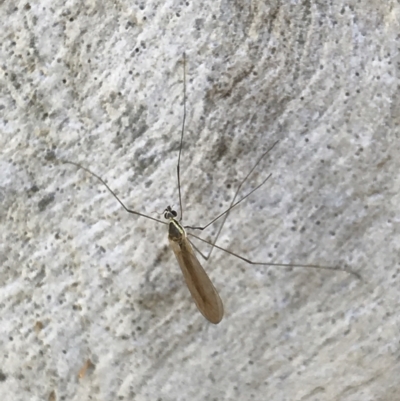 Unidentified Crane fly, midge, mosquito or gnat (several families) at Holt, ACT - 18 May 2021 by MattFox