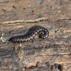 Diplopoda (class) (Unidentified millipede) at Bruce, ACT - 22 Jul 2021 by AlisonMilton