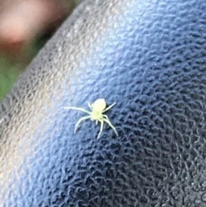 Thomisidae (family) at Hackett, ACT - 21 May 2021