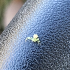 Thomisidae (family) at Hackett, ACT - 21 May 2021 02:00 PM