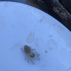 Salticidae (family) (Jumping spider) at Hackett, ACT - 21 May 2021 by MattFox