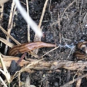 Anzoplana trilineata at Bruce, ACT - 23 Jul 2021