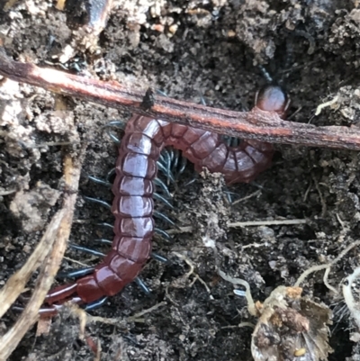 Rhysida nuda (Centipede) at Flea Bog Flat, Bruce - 23 Jul 2021 by MattFox