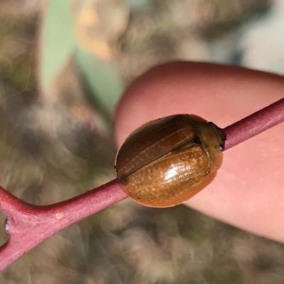 Paropsisterna cloelia (Eucalyptus variegated beetle) at Flea Bog Flat, Bruce - 25 May 2021 by MattFox