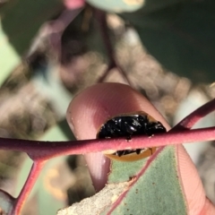 Paropsisterna cloelia at Aranda, ACT - 25 May 2021