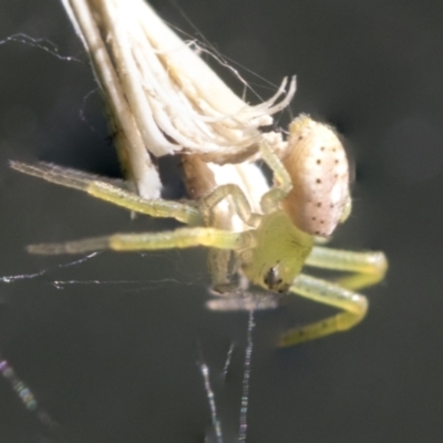 Lehtinelagia prasina (Leek-green flower spider) at Higgins, ACT - 22 Jul 2021 by AlisonMilton