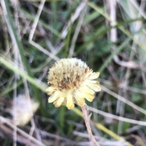 Coronidium sp. at Mount Clear, ACT - 30 May 2021