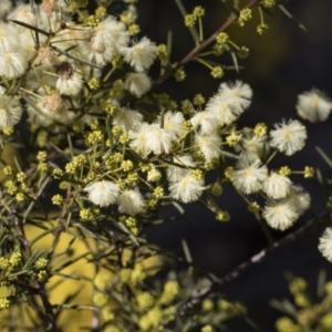 Acacia genistifolia at Bruce, ACT - 22 Jul 2021