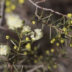 Acacia genistifolia at Bruce, ACT - 22 Jul 2021