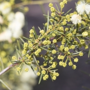 Acacia genistifolia at Bruce, ACT - 22 Jul 2021