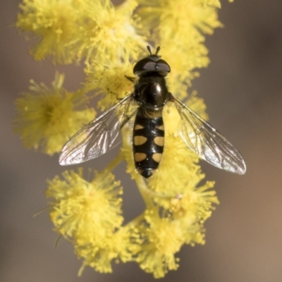 Melangyna viridiceps (Hover fly) at Bruce Ridge to Gossan Hill - 22 Jul 2021 by AlisonMilton