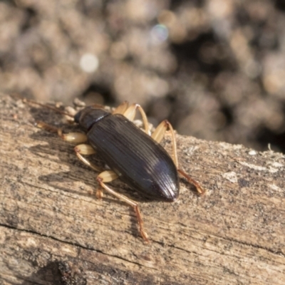 Alleculinae sp. (Subfamily) (Unidentified Comb-clawed beetle) at Bruce, ACT - 22 Jul 2021 by AlisonMilton