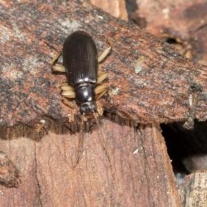 Alleculinae sp. (Subfamily) at Bruce, ACT - 22 Jul 2021