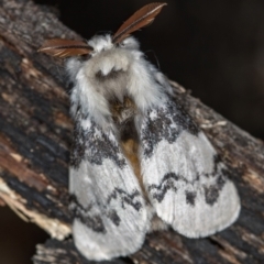 Iropoca rotundata (Iropoca rotundata) at Paddys River, ACT - 12 Nov 2018 by Bron