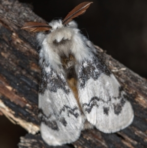 Iropoca rotundata at Paddys River, ACT - 12 Nov 2018 08:24 PM