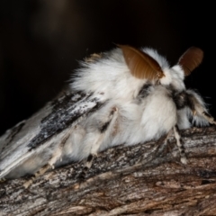 Iropoca rotundata at Paddys River, ACT - 12 Nov 2018