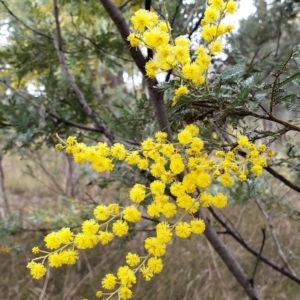 Acacia baileyana x Acacia dealbata at Holt, ACT - 19 Jul 2021