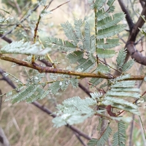 Acacia baileyana x Acacia dealbata at Holt, ACT - 19 Jul 2021