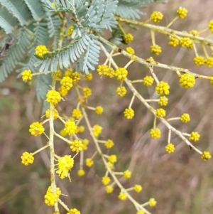 Acacia baileyana x Acacia dealbata at Holt, ACT - 19 Jul 2021