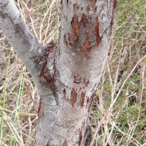 Acacia baileyana x Acacia dealbata at Holt, ACT - 19 Jul 2021