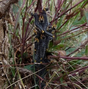 Perga sp. (genus) at Boro, NSW - suppressed